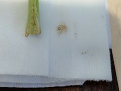 -梁记粥铺(开元地中海店)