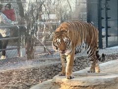 -北京野生动物园