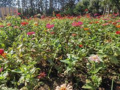 -前小桔亲子创意农场·草莓采摘·露营烧烤