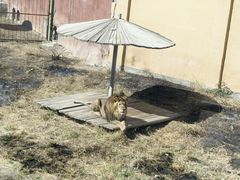 -新疆天山野生动物园