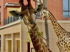 -灵玲国际马戏城