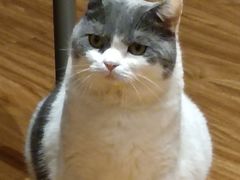 -MOCHA明星猫咖(田子坊店)