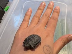 -肖肖酸萝卜鱼火锅(总店)