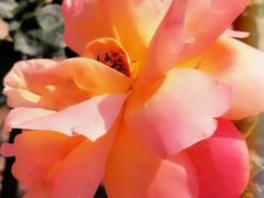 -人民公园(罗湖区)