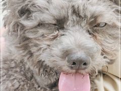 -美联众合动物医院·24h京西诊疗中心
