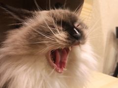 -猫友咖啡店(玉林西路店)