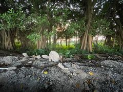 -大湾区中央湿地公园