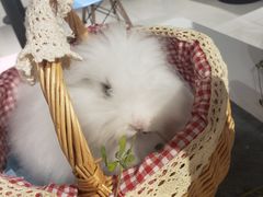-RU DUCK柯尔鸭公社·撸鸭俱乐部·羊驼·小香猪