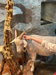 点击看大图 -Zoolung Zoolung动物主题公园(海信广场店)