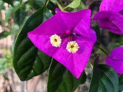 -洋洋安徽牛肉板面(洋洋店)