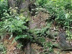 -青龙山国家森林公园