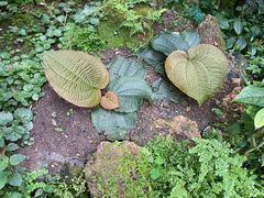 -深圳仙湖植物园