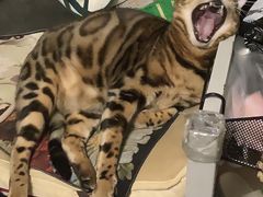 -猫十亿·布偶金渐层·曼基康矮脚猫舍(青年路店)