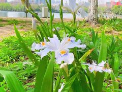 -成都市活水公园