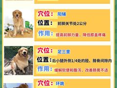 -翊宠yipet猫狗购宠庄园犬舍•猫舍