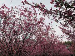 -人民公园-相亲角