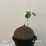 我又又又来啦～小甜店