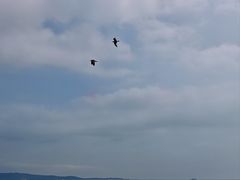 -悦海公园