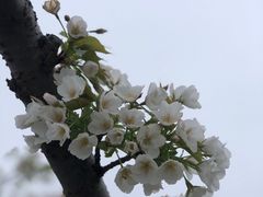 -高东镇樱花园