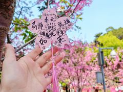 -狐尾山公园