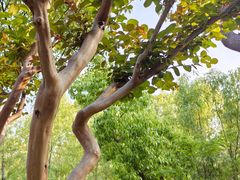 -昆山城市生态森林公园