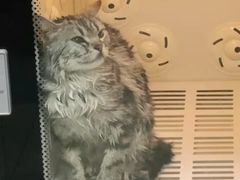 -天使宠物医院·犬猫分诊(彩虹店)