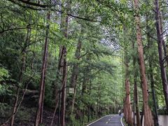-天目山大树王景区