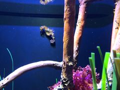 -西雅图水族馆