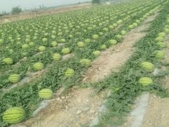 -盱眙红叶龙虾(金源北路店)