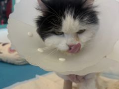 -北京派仕佳德动物医院·超导核磁·CT·神经科·骨科·内外科·急重症管理中心