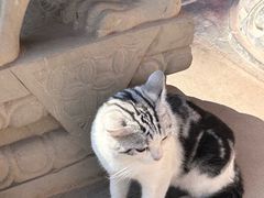 -西安大兴善寺