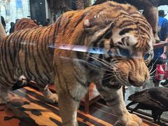 -美国自然历史博物馆