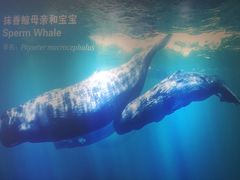 -上海海洋大学鱼文化博物馆(军工路校区)