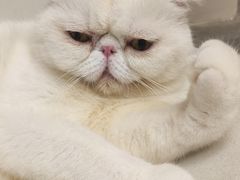 -More Fun猫咖 二十只万元加菲主题