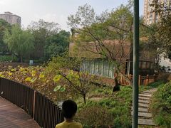 -陈家山荷花公园