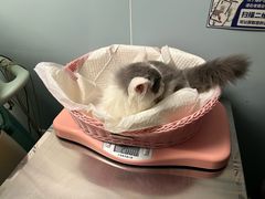 -纳吉亚猫专科动物医院·北北分院