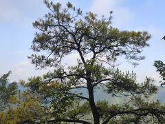 -黔灵山公园