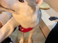 -Husky Go! 哈士奇体验馆·宠物咖啡厅狗咖