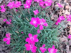 -DQ·蛋糕·冰淇淋(徐东销品茂店)