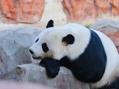 -盐城大丰港动物园