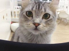 -李小姐の猫咖啡馆(五角场店)