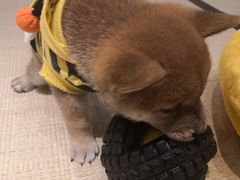 -逗柴咖啡屋·狗咖猫咖宠物桌游