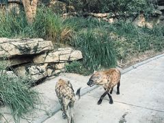 -北京野生动物园