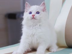 -Bastet sally猫舍购宠(静安店)