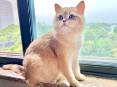 -伟伟宠物医院·瑞派猫友好医院·猫科(光谷店)