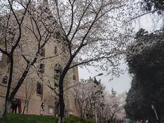 -武汉大学-樱园