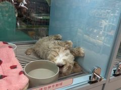 -FAELING PETS美天灵宠物(合生汇店)