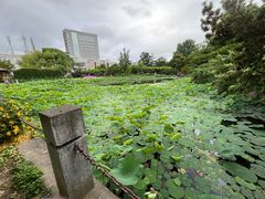 -嘉定紫藤园
