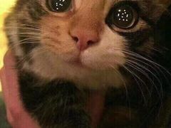 -爱侣宠医·鹦鹉专科·小型哺乳类·异宠专科(灵石路店)