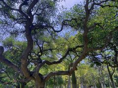 -火炉山森林公园